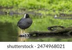 Eurasian Coot Fulica atra during the breeding season, on a traquil green reflected pond