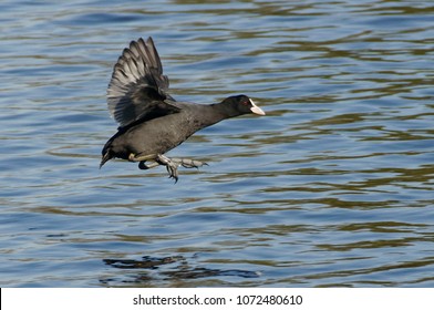 Eurasian Coot (Fulica Atra) Flying - Pyrénées-Orientales, France