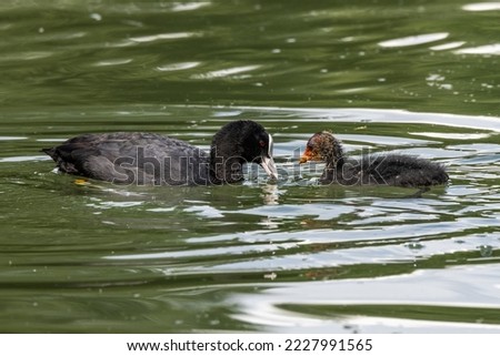 The Eurasian coot, Fulica atra, also known as the common coot, or Australian coot, is a member of the bird family, the Rallidae. It is found in Europe, Asia, Australia, New Zealand and parts of Africa Foto stock © 