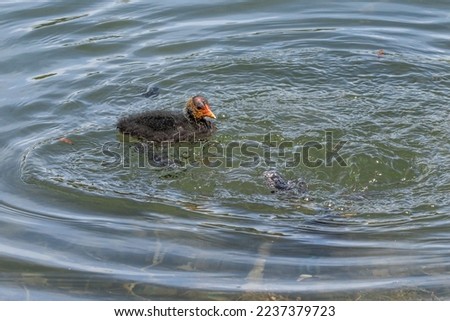 The Eurasian coot, Fulica atra, also known as the common coot, or Australian coot, is a member of the bird family, the Rallidae. It is found in Europe, Asia, Australia, New Zealand and parts of Africa Foto stock © 
