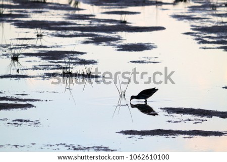 The Eurasian coot (Fulica atra) running on water at lake at the evening