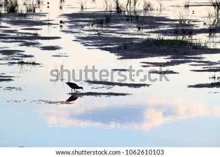 The Eurasian coot (Fulica atra) running on water at lake at the evening
