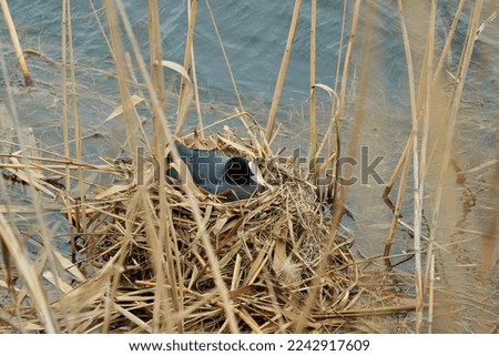 Eurasian Coot  (Fulica atra)
It is a stocky, rounded back, rounded tail and grayish-black waterfowl. Foto stock © 