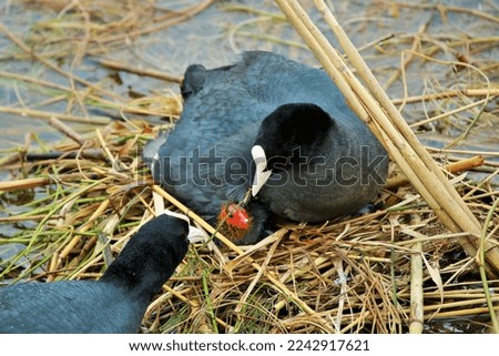 Eurasian Coot  (Fulica atra)
It is a stocky, rounded back, rounded tail and grayish-black waterfowl. Foto stock © 