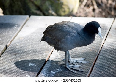 The Eurasian Coot Has A White Frontal Shield And Large Feet