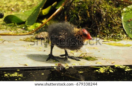 Eurasian Coot with a newborn chick swimming in the water