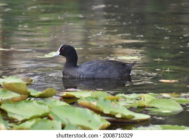 Eurasian coot swimming in a lake with lily pads surrounding it. White beak, black feathers, red eyes, water background.  - Shutterstock ID 2008710329