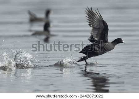 Eurasian coot takeoff at Bhigwan bird sanctuary, Maharashtra, India