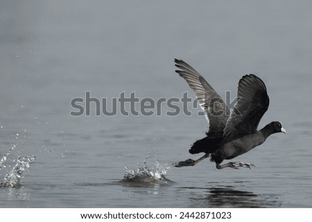 Eurasian coot takeoff at Bhigwan bird sanctuary, Maharashtra, India