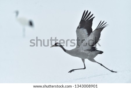 Eurasian crane.  Scientific name: Grus grus, Grus communis.  Eurasian or common crane. Winter season