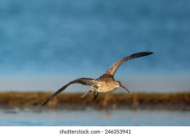 Eurasian Curlew