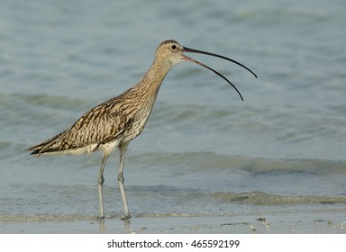 Eurasian Curlew Calling