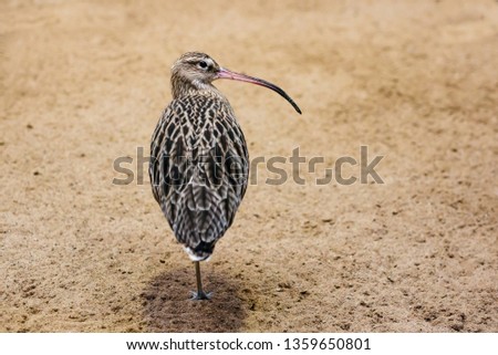An Eurasian curlew or common curlew  (Numenius arquata) on the ground outdoors. A gray bird with a long beak.