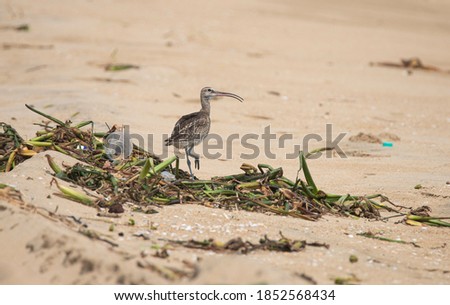 Eurasian curlew or common curlew walking  in a beach