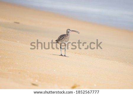Eurasian curlew or common curlew walking on a beach