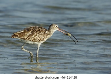 Eurasian Curlew With A Crab