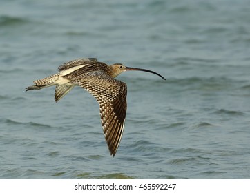 Eurasian Curlew In Flight