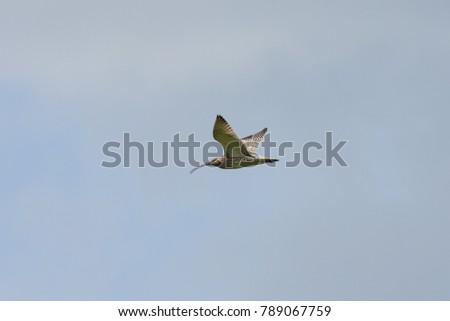Eurasian curlew flyong in sky. Cute large rare shorebird. Bird in wildlife.