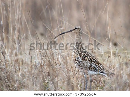 Eurasian curlew in the meadow