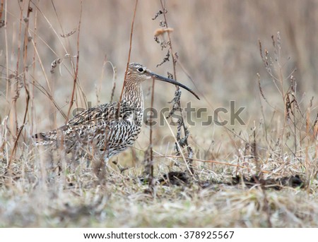 Eurasian curlew in the meadow