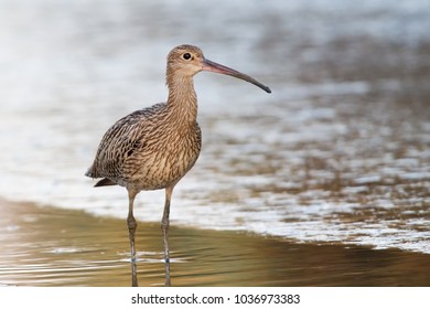 Eurasian Curlew (Numenius Arquata)