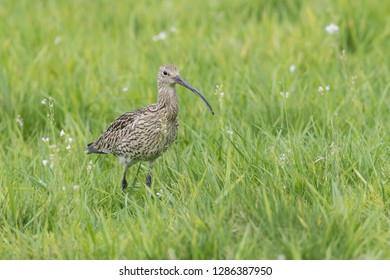 Eurasian Curlew, Numenius Arquata