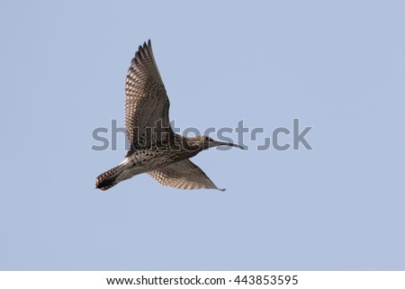 Eurasian curlew (Numenius arquata) calling and displaying in flight.