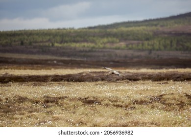 Eurasian Curlew (Numenius Arquata) Flying Over Scottish Moorland