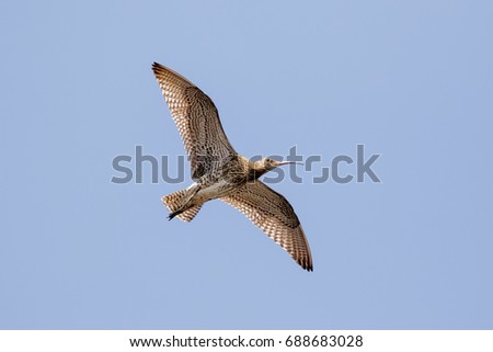 Eurasian Curlew (Numenius arquata) underside flying, in flight high overhead against blue sky background