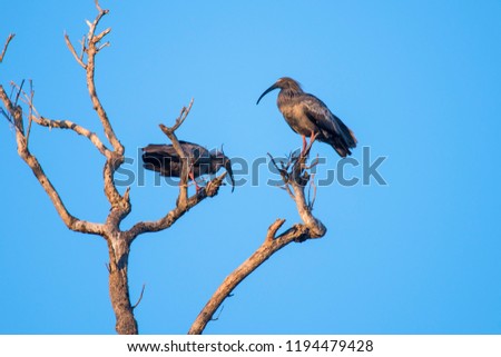 Eurasian Curlew photographed in Corumba, Mato Grosso do Sul. Pantanal Biome. 