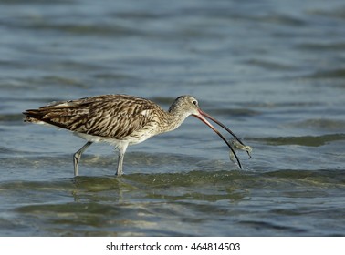 Eurasian Curlew Picking Up Crab