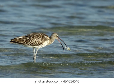 Eurasian Curlew Tossing A Crab