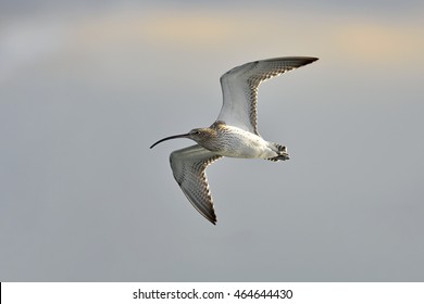 Eurasian Curlew(Numenius Arquata)