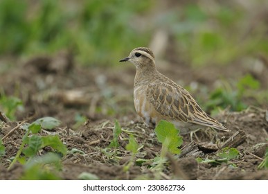 Eurasian Dotterel (Charadrius morinellus) - Shutterstock ID 230862736