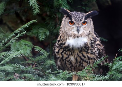 Eurasian Eagle Owl