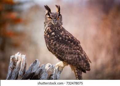 Eurasian Eagle Owl