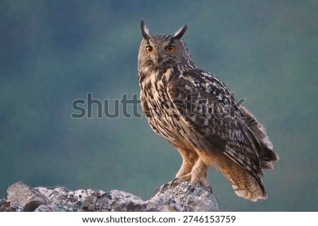 Eurasian eagle owl (Bubo bubo)
