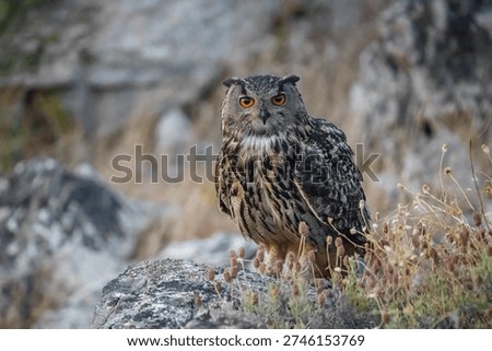 Eurasian eagle owl (Bubo bubo)
