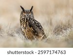 Eurasian eagle owl ( Bubo bubo ) close up