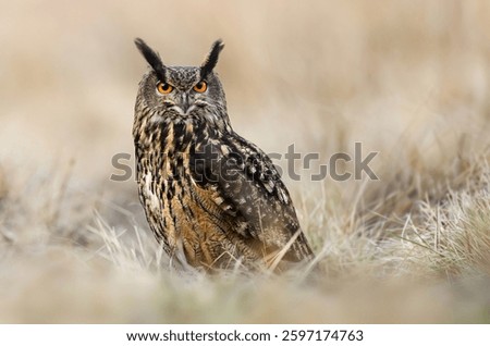 Eurasian eagle owl ( Bubo bubo ) close up
