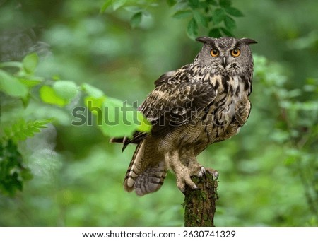 Eurasian eagle owl ( Bubo bubo ) close up