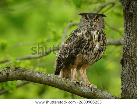 Eurasian eagle owl ( Bubo bubo ) close up