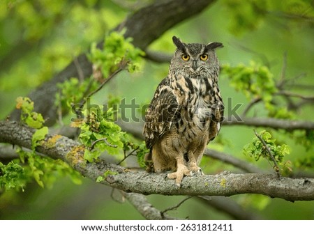 Eurasian eagle owl ( Bubo bubo ) close up