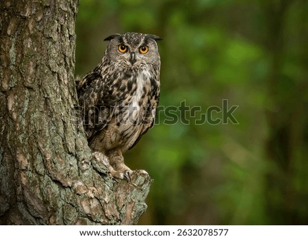 Eurasian eagle owl ( Bubo bubo ) close up