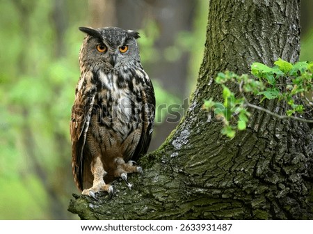 Eurasian eagle owl ( Bubo bubo ) close up
