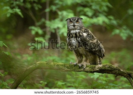 Eurasian eagle owl ( Bubo bubo ) close up