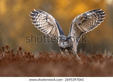 Eurasian eagle owl ( Bubo bubo ) close up