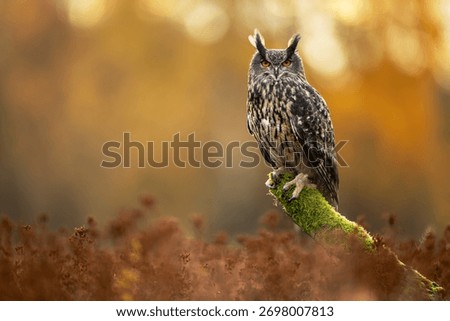 Eurasian eagle owl ( Bubo bubo ) close up
