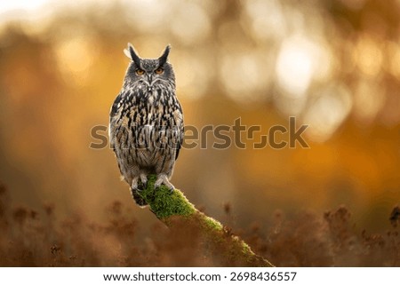 Eurasian eagle owl ( Bubo bubo ) close up
