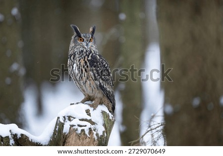 Eurasian eagle owl ( Bubo bubo ) close up